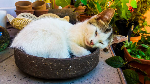 istock Lazy white kitten curled up inside a bowl in garden 811388562