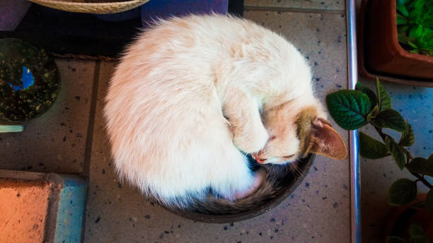 Overhead view depicting a cute lazy kitten with white fur curled up inside a bowl on the patio of a garden outdoors. Horizontal colour image with room for copy space.