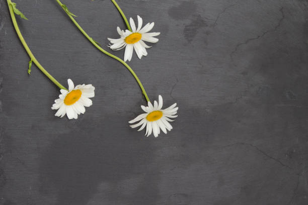 istock White chamomiles on stone background. Floral frame. Top view. 811403392