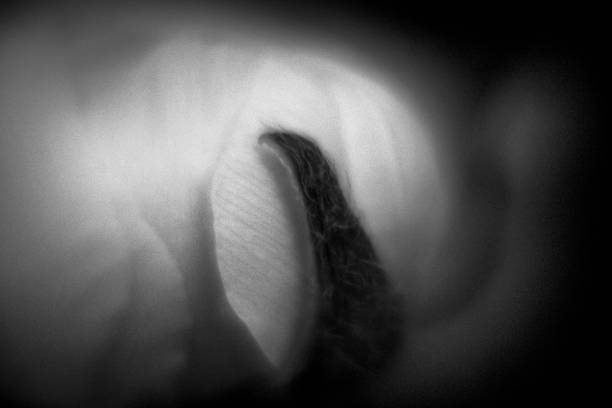 istock flower close up with halo and blur 811410660