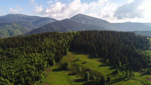 воздушный выстрел зеленого леса - landscape aerial view lumber industry agriculture стоковые фото и изображения