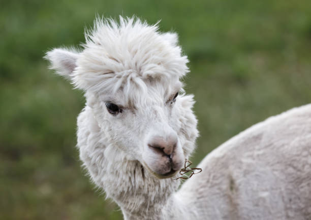 istock Close up of alpaca on the farm 811420928