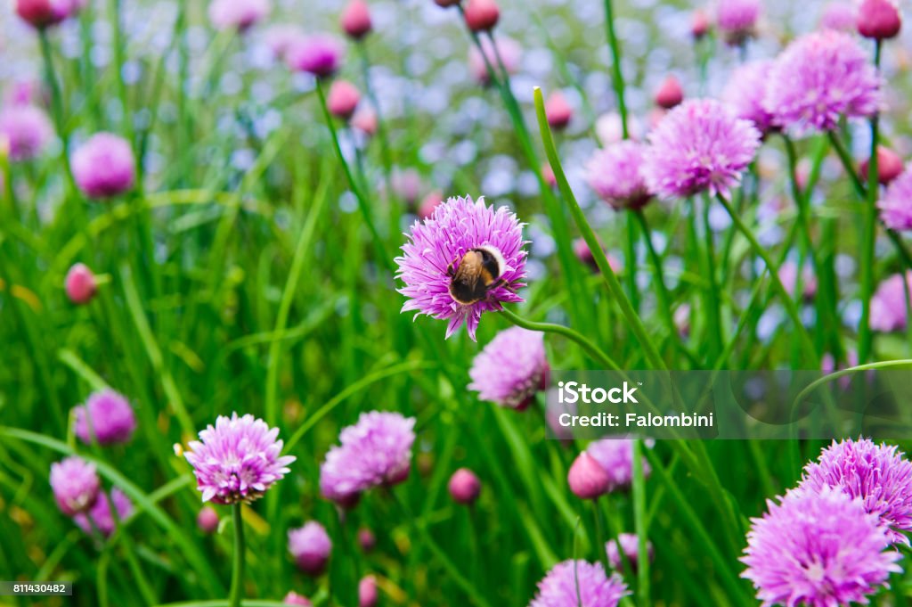 A pink flower of chives, Allium schoenoprasum A pink flowers of chives, Allium schoenoprasum growing in the garden Flower Stock Photo