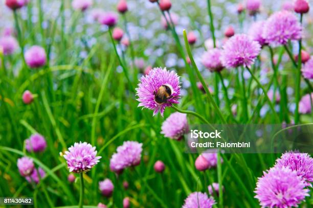 A Pink Flower Of Chives Allium Schoenoprasum Stock Photo - Download Image Now - Flower, Ireland, Allium Flower