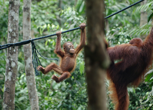 Mother and baby orangutan play on ropes. Great Apes hang between branches of tree in the forest.