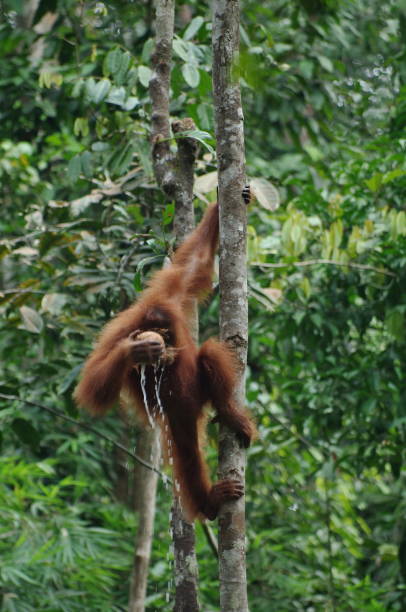 Orangutan or pongo pygmaeus in the wild.