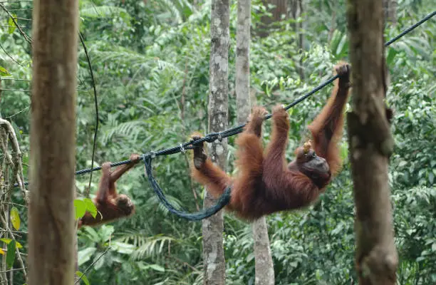 Photo of Orangutan-baby and orang-utan-mama move along the vine between the trees in the forest