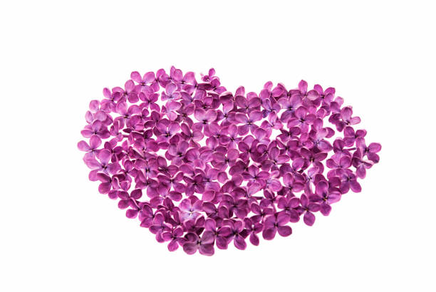 istock Fresh lilac flower isolated 811436994