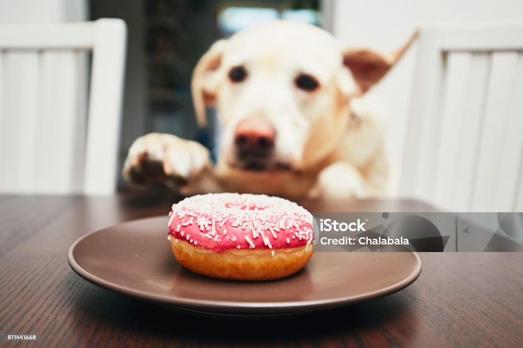Mischievous dog in home kitchen Mischievous dog in home kitchen. Naughty labrador retriever steals the donut from the table. Dog Stock Photo