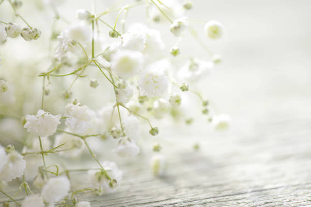 beautiful flowers on wooden background