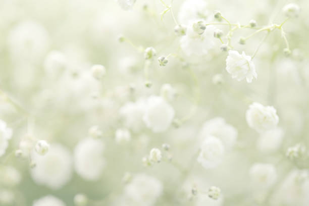 istock beautiful flowers Gypsophila 811450654