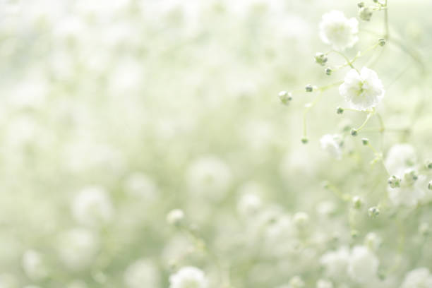 istock beautiful flowers Gypsophila 811451176