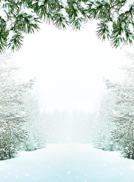 Winter forest in the frost. Winter landscape. Snow covered trees snowing photos stock pictures, royalty-free photos & images