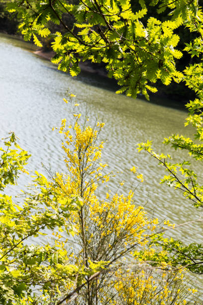 istock Flowers bloom in the spring in trees 811453740