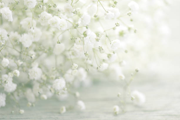 istock beautiful flowers on wooden background 811454310
