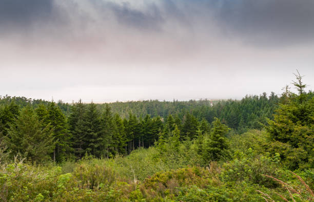Lighthouse and coniferous forest, Pacific Northwest shore.