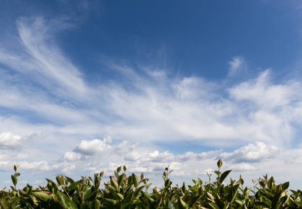 istock Landscape plants and sky with clouds 811458806