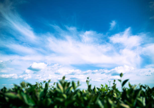 istock Landscape plants and sky with clouds 811458848