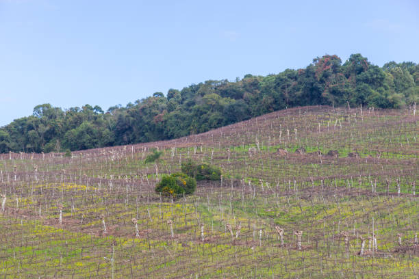 istock Vineyards in winter, Vale dos Vinhedos valley 811458878