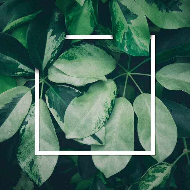 istock Made of leaves with frame. Flat lay. Nature concept. Creative layout. 811459248