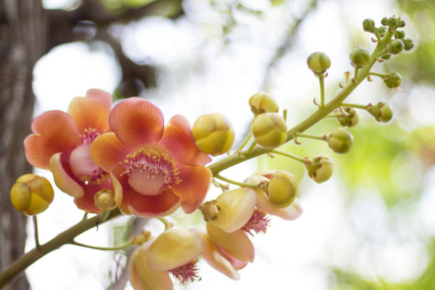 istock Cannonball Tree flowers (Couroupita guianensis) Sal flowers,Sal Tree 811459278