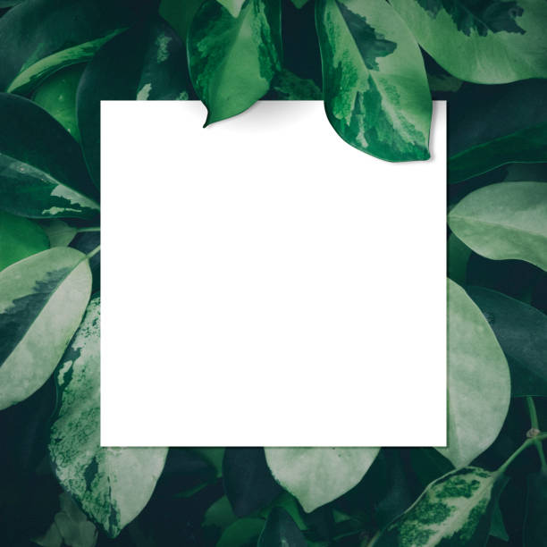 istock Made of leaves with paper card note. Flat lay. Nature concept. Creative layout. 811459332