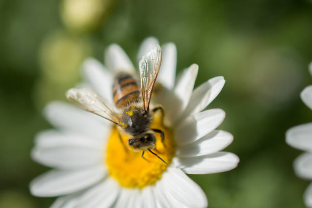 istock Beautiful colorful Flowers with bee 811459604