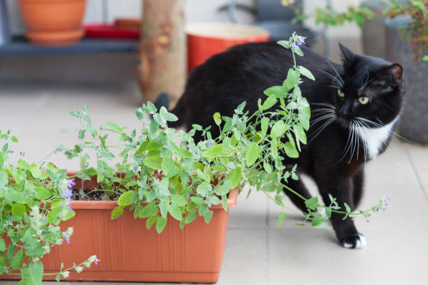 Close up of catnip, green herb growing in a container and black cat walking around Close up of catnip, green herb growing in a container and black cat walking around nepeta faassenii stock pictures, royalty-free photos & images
