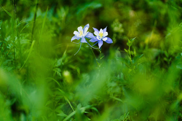 Aquilegia Vulgaris blue blooming in the garden. Selective focus Shallow depth of field.