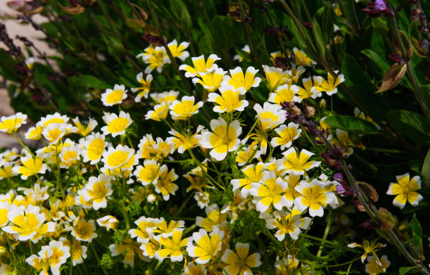 istock Poached egg plant Limnanthes douglasii flowers 811467552