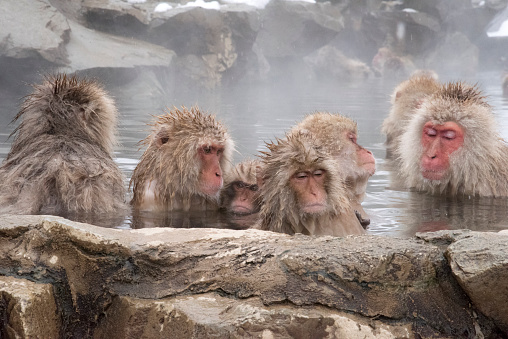 Names: Japanese macaque, Snow monkey\n\n\n