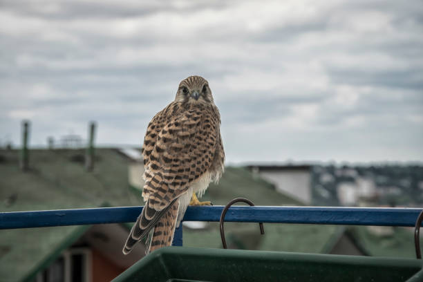 wenig kestrel - kestrel hawk beak falcon stock-fotos und bilder