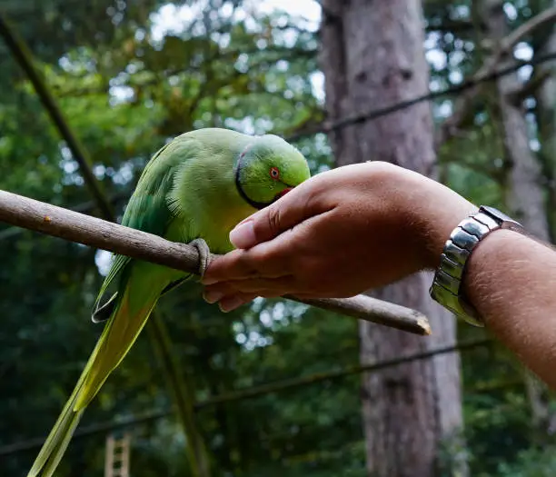 Portrait of rose ringed parakeet (Psittacula krameri)when he is eating from hands, close up.