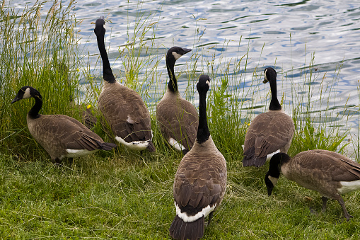 A group of several adult geese feeding on grass near water