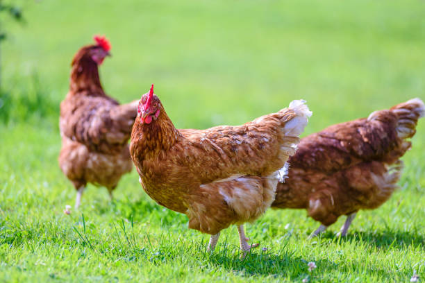 istock Free and happy hens 811478374