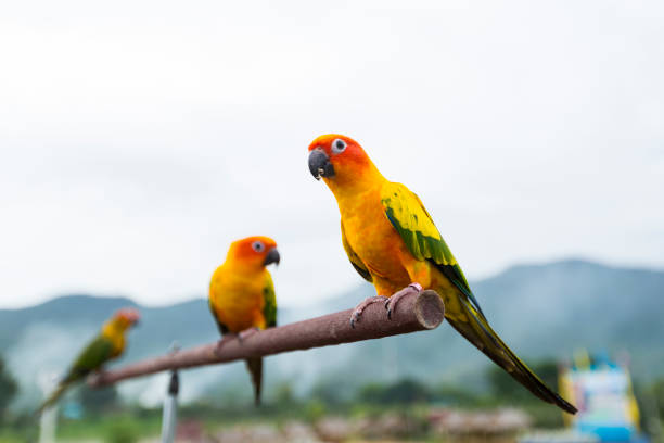 istock Colorful yellow parrot, Sun Conure (Aratinga solstitialis), standing on the branch 811478604