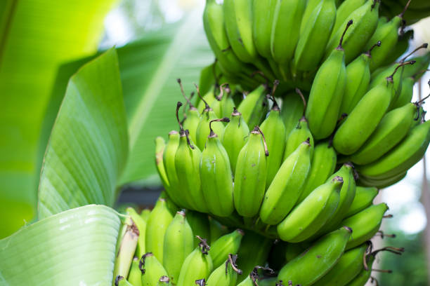 istock Green Banana bunch on tree in the garden 811485764