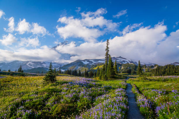 istock The path between the rocks leads to the mountain top. 811499858