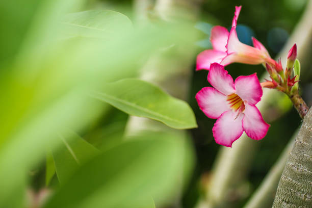 Close up of a Desert pink Rose flowers, macro shoot