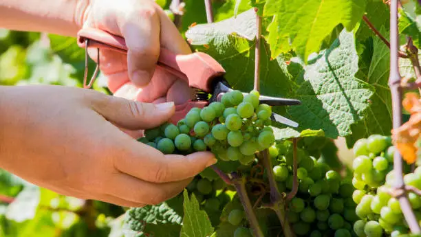 Photo of Harvesting and Cutting Green Grapes in Vineyard