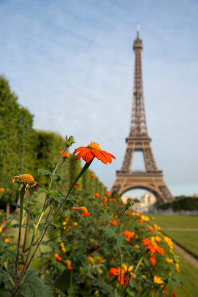 A view of the Eiffel tower in Paris France. Taken early morning under a clear sky. There are people in the picture but they are un recognisable. No filters used on this file.