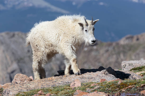 istock Mountain Goats in the Colorado Rocky Mountains 811509242