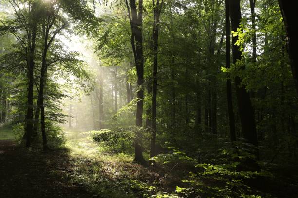 istock Beech forest on a foggy morning 811518746