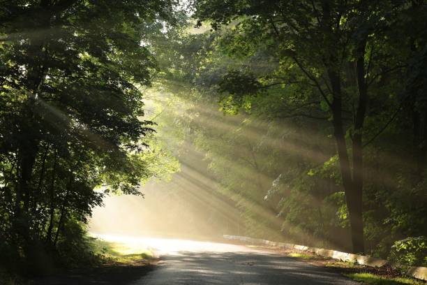 istock Rural road through the forest 811518776