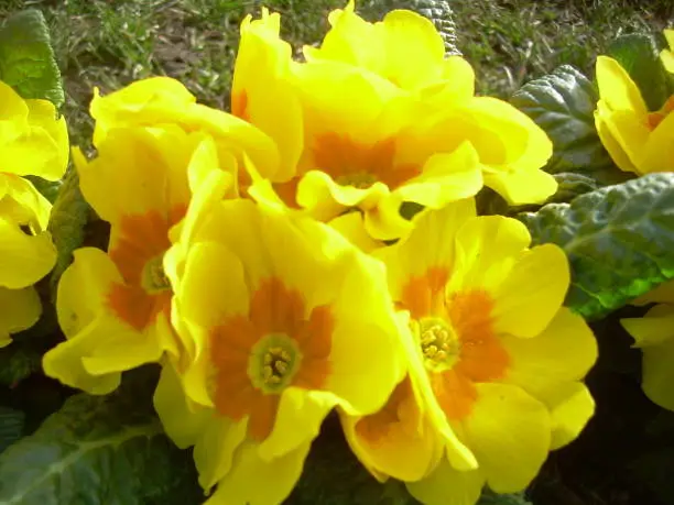 yellow flowers blooming in spring