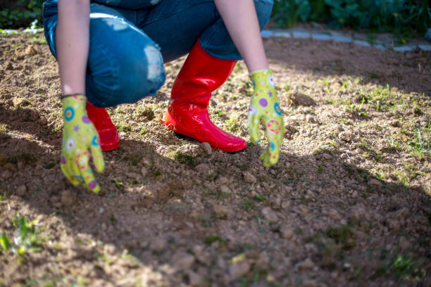 istock Young woman gardening 811526320