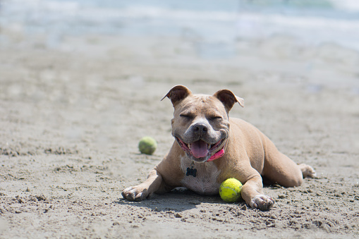 A pit bull lying with a tennis ball on the beach. Dog Beach San Diego California.