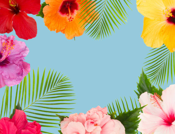 istock orange hibiscus flower 811535338
