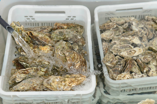 istock Oysters in baskets with fresh water on the market 811544254