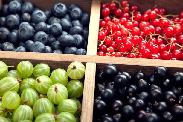 red black currant blueberry gooseberry in a wooden box on an old table. - berry fruit currant variation gooseberry imagens e fotografias de stock